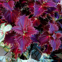Location: Sun Zone 6a
Date: 2012-08-08
Paired with caladium Gingerland