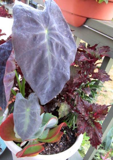 Photo of Imperial Taro (Colocasia esculenta 'Black Beauty') uploaded by ge1836