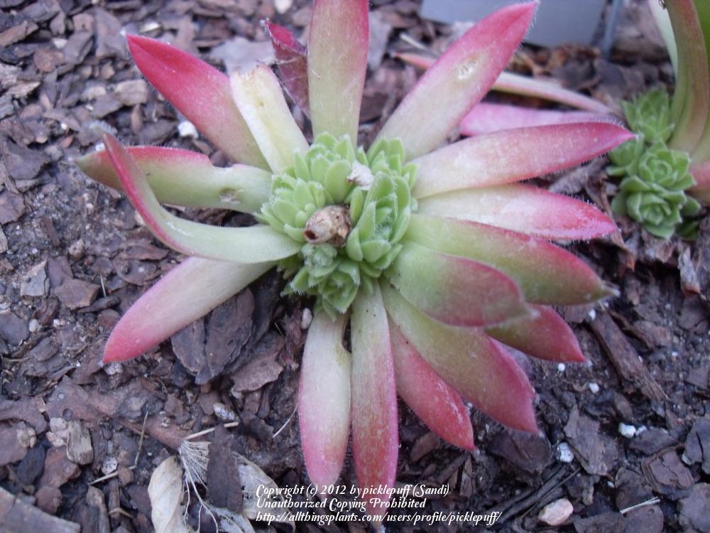 Photo of Hen and Chicks (Sempervivum x fauconnettii (x angustifolium)) uploaded by picklepuff