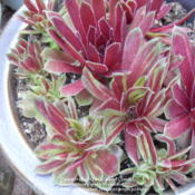 Sport of 'Red Lion'. Varigated variety