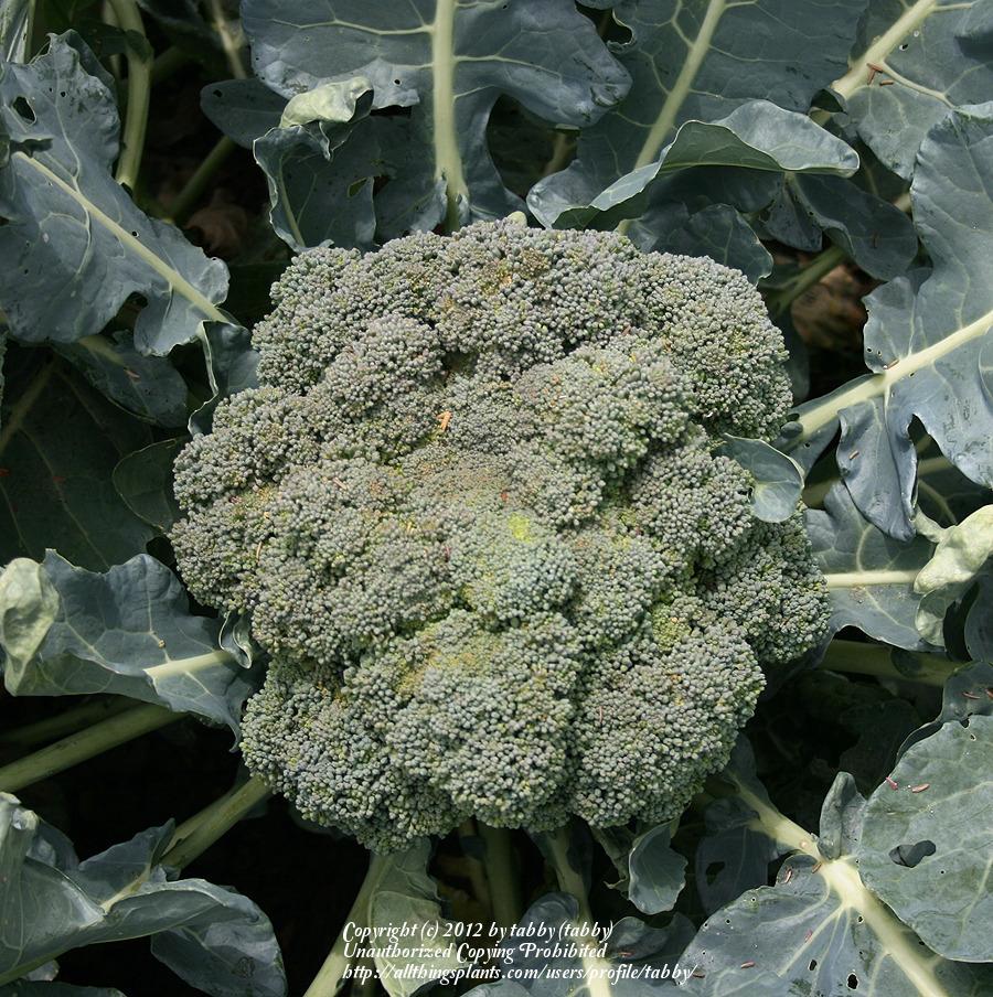 Photo of Broccoli (Brassica oleracea 'Belstar') uploaded by tabby