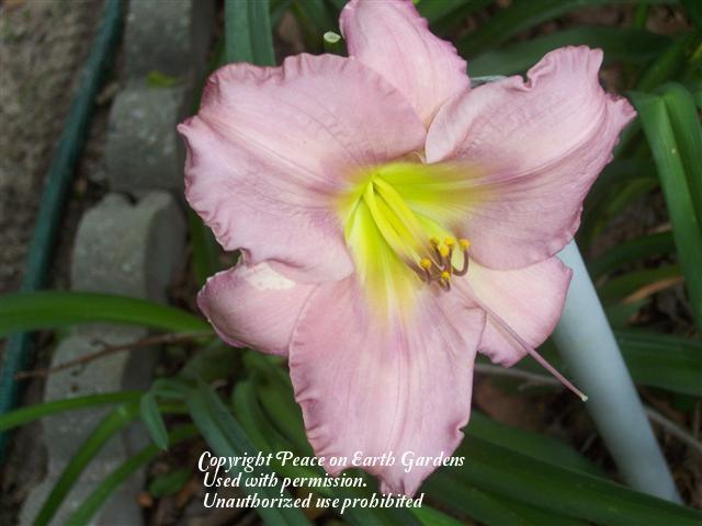 Photo of Daylily (Hemerocallis 'Special Moment') uploaded by vic