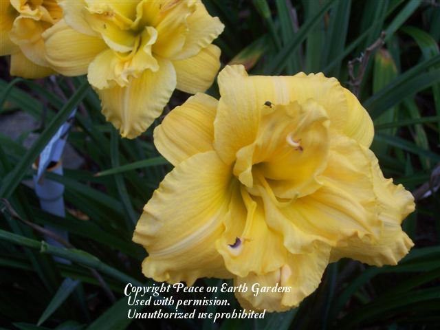 Photo of Daylily (Hemerocallis 'Springtime Bouquet') uploaded by vic