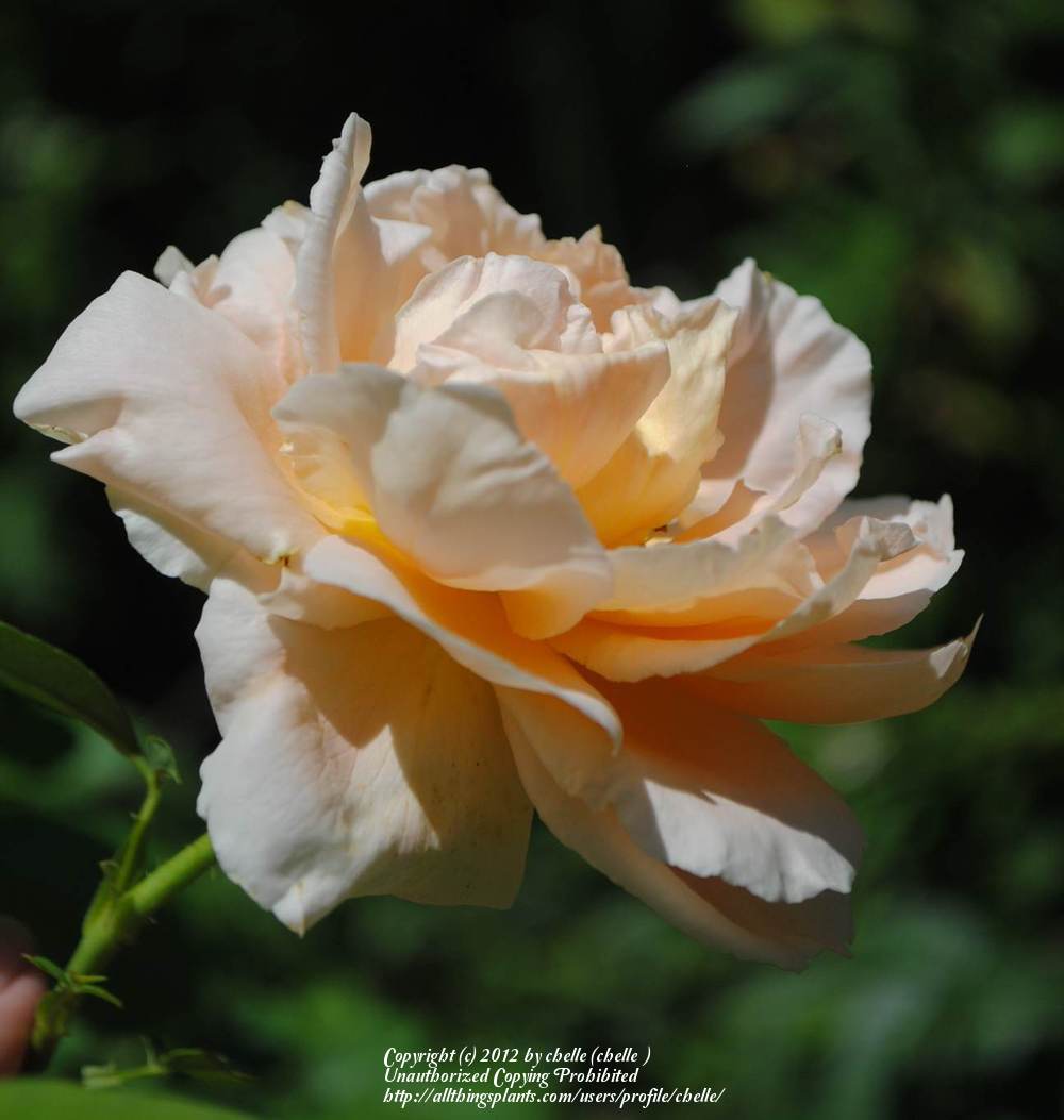 Photo of Rose (Rosa 'Polka') uploaded by chelle