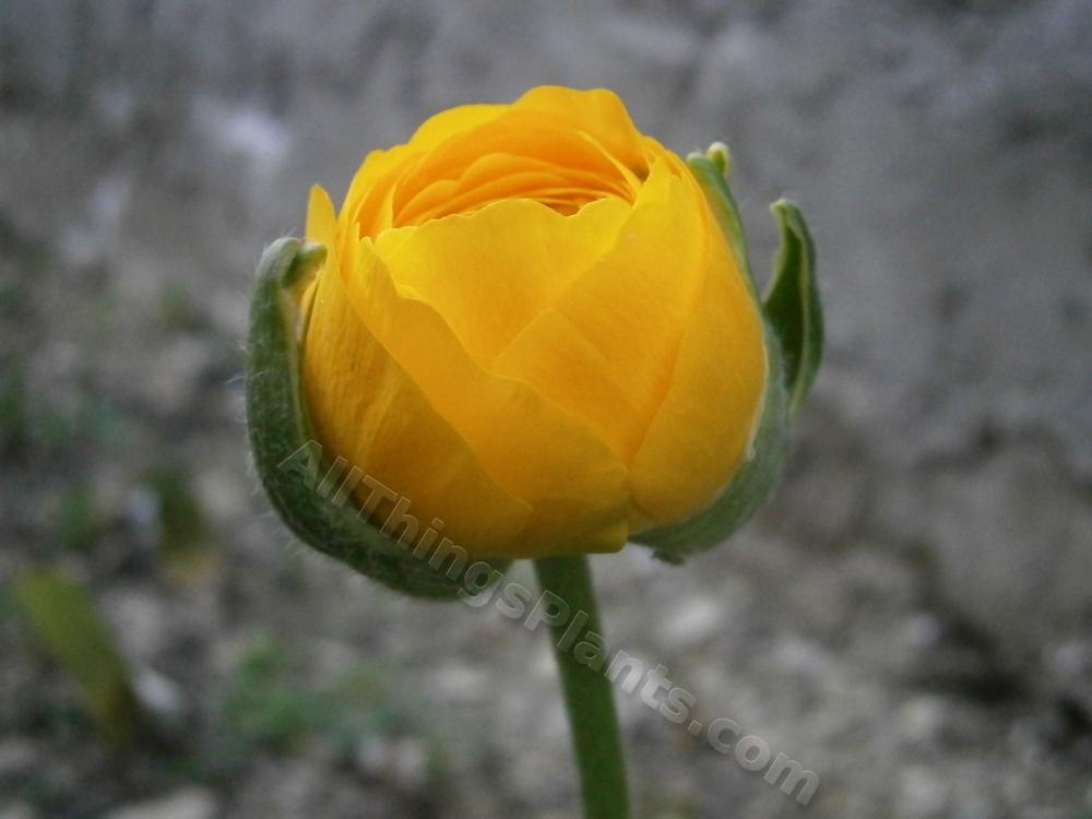 Photo of Ranunculus 'Yellow Tecolote' uploaded by kaleem