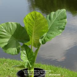 Location: Daytona Beach, Florida
Date: 2012-08-09 
Growing Fast! (Bulb was planted 6/28/12)