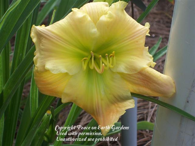 Photo of Daylily (Hemerocallis 'Tequila and Lime') uploaded by vic