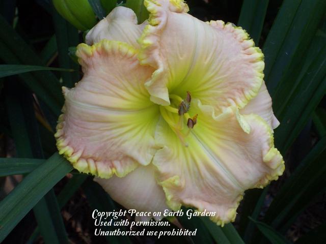 Photo of Daylily (Hemerocallis 'Time Can Not Erase') uploaded by vic