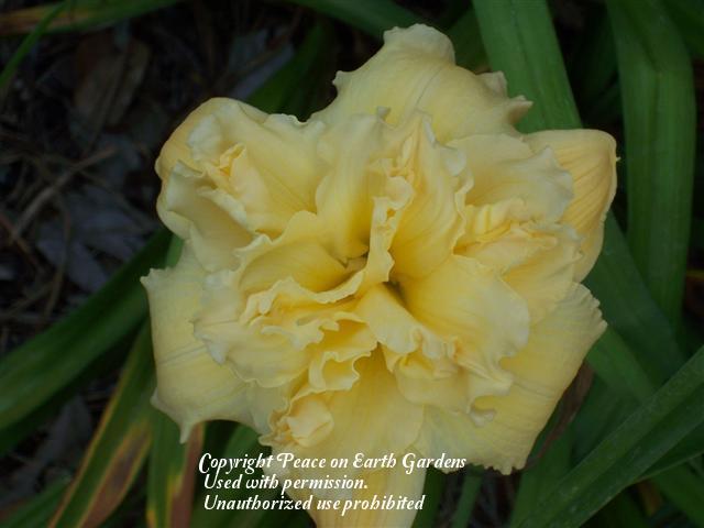 Photo of Daylily (Hemerocallis 'Tommie Lee Joiner') uploaded by vic