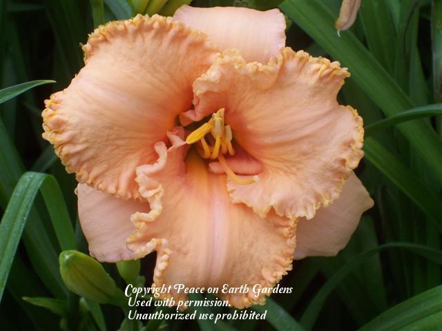 Photo of Daylily (Hemerocallis 'Totally Tropical') uploaded by vic