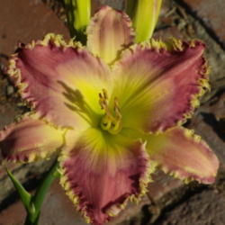Location: My garden in Bakersfield, CA
Date: 2012-08-09 