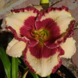 Location: My garden in Bakersfield, CA
Date: 2012-08-08 