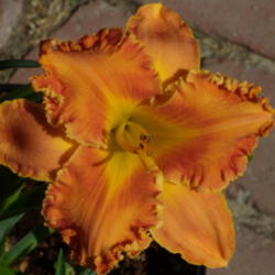 Location: My garden in Bakersfield, CA
Date: 2012-08-01 