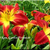 Photo Courtesy of Garden Perennials. Used with Permissi