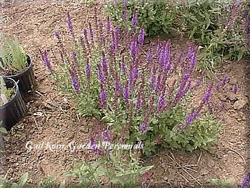 Photo of Salvia (Salvia nemorosa 'Ostfriesland') uploaded by Joy