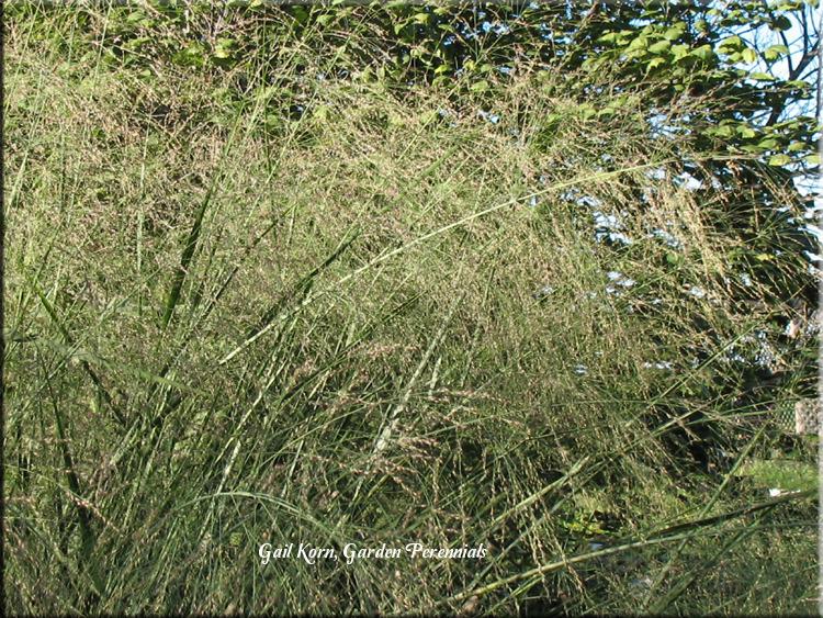 Photo of Switch Grass (Panicum virgatum 'Cloud Nine') uploaded by Joy