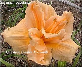 Photo of Daylily (Hemerocallis 'Savannah Debutante') uploaded by Joy