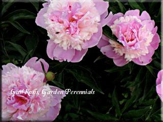 Photo of Peony (Paeonia lactiflora 'Bowl of Beauty') uploaded by Joy