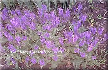 Photo of Wood Sage (Salvia x sylvestris 'Viola Klose') uploaded by Joy