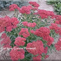 
Photo Courtesy of Garden Perennials. Used with Permission.
