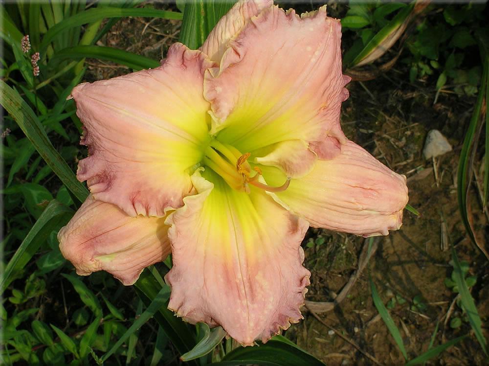 Photo of Daylily (Hemerocallis 'Angel in Disguise') uploaded by vic