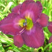 Courtesy of Quarles Daylilies Used with Permission