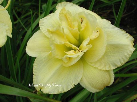 Photo of Daylily (Hemerocallis 'Cabbage Flower') uploaded by Joy