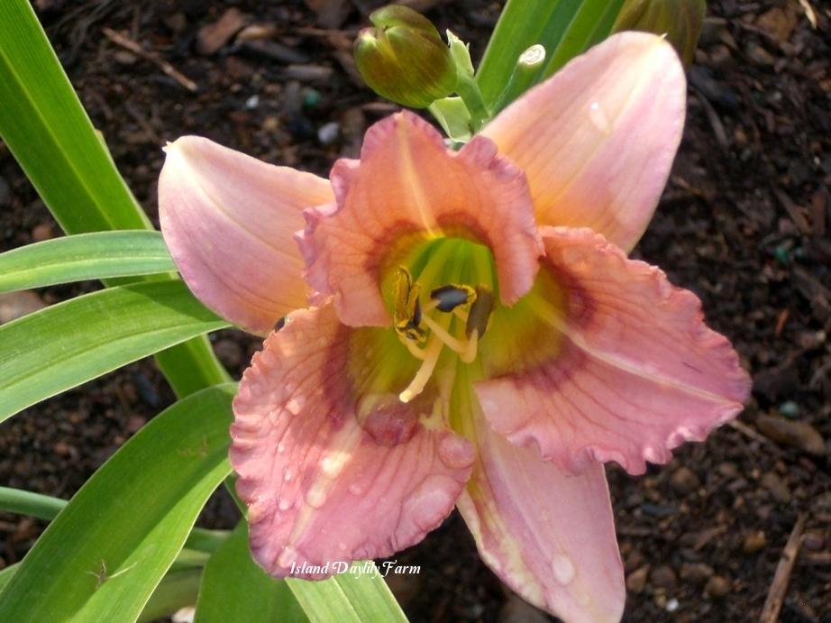 Photo of Daylily (Hemerocallis 'Bright Butterflies') uploaded by Joy