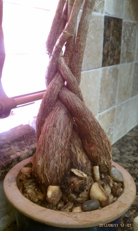 Photo of Money Tree (Pachira insignis) uploaded by ShadyGreenThumb