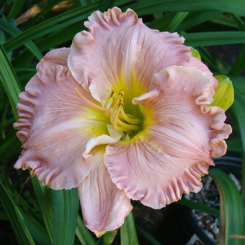 Photo of Daylily (Hemerocallis 'Oh Great One') uploaded by nh4me