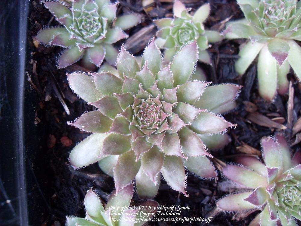 Photo of Hen and Chicks (Sempervivum 'Pacific Mayfair Imp') uploaded by picklepuff