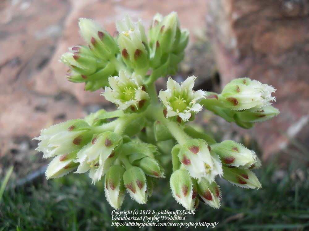 Photo of Rollers (Sempervivum globiferum subsp. preissianum 'from Belianske Tatras') uploaded by picklepuff