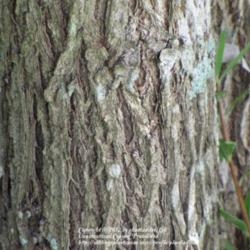 Location: Daytona Beach, Florida
Date: 2012-08-11 
Bark of the Weeping Bottlebrush tree in my yard.