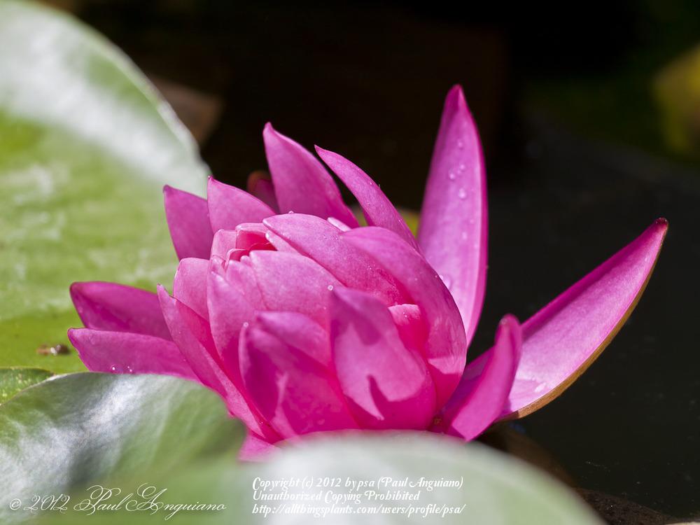 Photo of Hardy Water Lily (Nymphaea 'Mayla') uploaded by psa