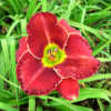 Courtesy of Quarles Daylilies Used with Permission