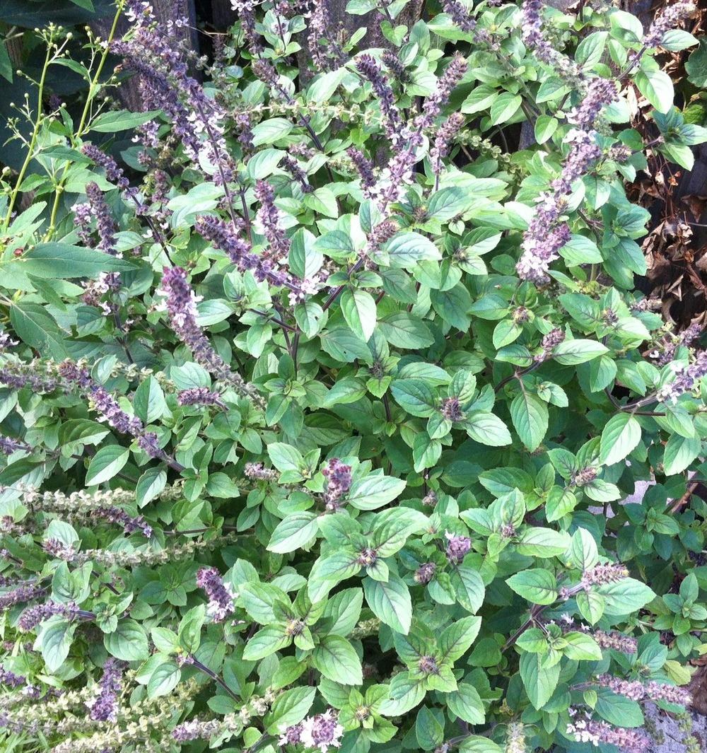 Photo of African Blue Basil (Ocimum 'African Blue') uploaded by Ispahan