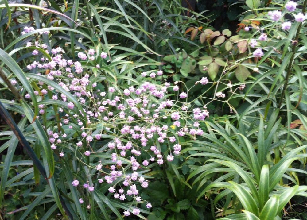 Photo of Meadow Rue (Thalictrum delavayi 'Hewitt's Double') uploaded by Ispahan