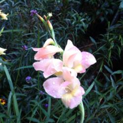 Location: Chicago, IL
Date: 2012-08-13 
A graceful, wildflowery gladiolus that looks splendid in a mixed 