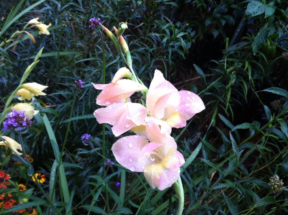 Photo of Hybrid Gladiola (Gladiolus 'Bolivian Peach') uploaded by Ispahan