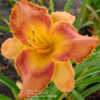 Photo Courtesy of Daylily Sweetheart. Used with Permission.