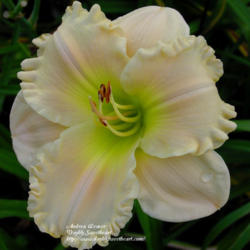 
Photo Courtesy of Daylily Sweetheart. Used with Permission.