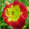 Photo Courtesy of Daylily Sweetheart. Used with Permission.