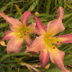 
Photo Courtesy of Strongs Daylilies. Used with Permission.
