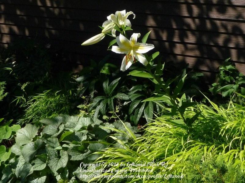 Photo of Lily (Lilium auratum var. auratum) uploaded by Leftwood