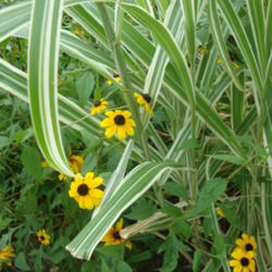 
Date: 2012-08-13
With Black Eyed Susan