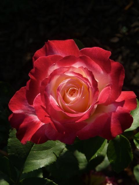 Photo of Hybrid Tea Rose (Rosa 'Double Delight') uploaded by Steve812