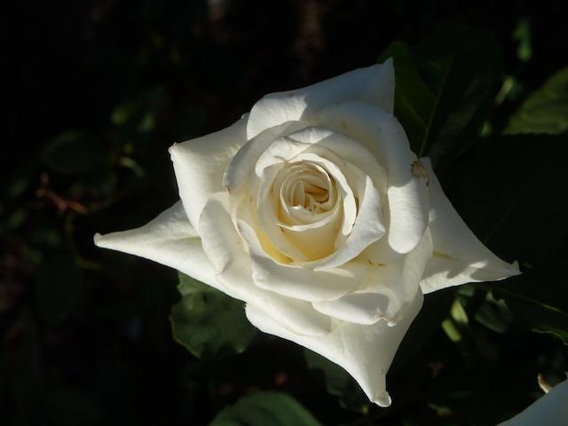 Photo of Rose (Rosa 'Janet Carnochan') uploaded by Steve812