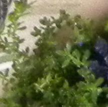 Photo of Miniature Stonecrop (Valantia hispida) uploaded by Tangents