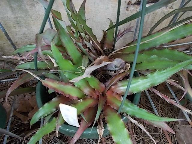 Photo of Cryptanthus 'Cascade' uploaded by pod