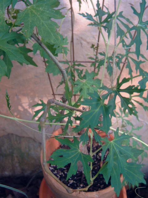 Photo of Cissus (Cissus tuberosa) uploaded by pod